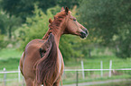 Hanoverian Portrait