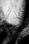 coat of a horse