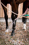 hose down hose legs