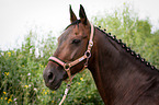 Hannoveraner Horse Portrait