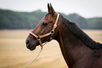 Hannoveraner Horse Portrait