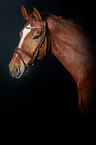Hanoverian Horse Portrait
