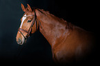 Hanoverian Horse Portrait