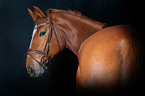 Hanoverian Horse Portrait