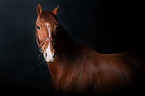 Hanoverian Horse Portrait