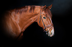 Hanoverian Horse Portrait