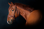 Hanoverian Horse Portrait