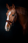 Hanoverian Horse Portrait
