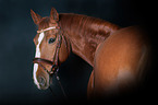 Hanoverian Horse Portrait