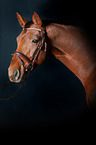 Hanoverian Horse Portrait