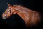 Hanoverian Horse Portrait