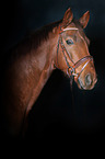 Hanoverian Horse Portrait