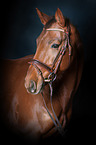 Hanoverian Horse Portrait