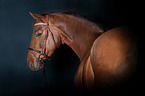 Hanoverian Horse Portrait