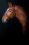 Hanoverian Horse Portrait