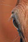 Hanoverian eye