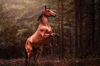 rising Hanoverian