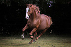 galloping Hanoverian