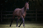 trotting Hanoverian