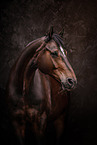Hanoverian Horse Portrait