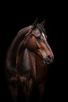 Hanoverian Horse Portrait