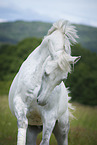 galloping Hanoverian Horse