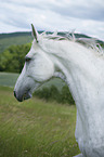 Hanoverian Horse portrait