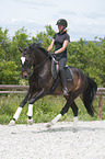 woman rides Hanoverian Horse