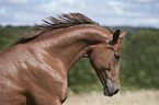 Hanoverian Horse portrait