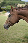 Hanoverian Horse portrait