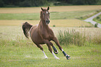 galloping Hanoverian Horse