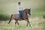 woman rides Hanoverian Horse