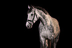 Hanoverian Portrait