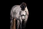Hanoverian Portrait