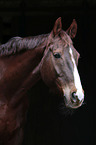 Hanoverian Horse portrait