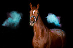 Hanoverian Horse with holi powder