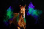 Hanoverian Horse with holi powder