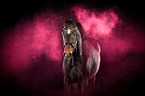 Hanoverian Horse with holi powder