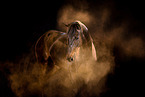 Hanoverian Horse with holi powder