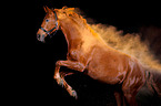 Hanoverian Horse with holi powder