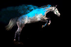 Hanoverian Horse with holi powder