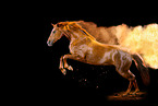 Hanoverian Horse with holi powder