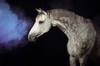 Hanoverian Horse with holi powder