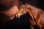 Hanoverian Horse with holi powder