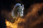 Hanoverian Horse with holi powder