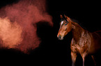 Hanoverian Horse with holi powder