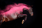 Hanoverian Horse with holi powder