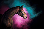 Hanoverian Horse with holi powder