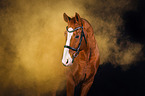 Hanoverian Horse with holi powder