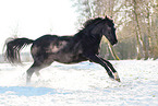 Hanoverian in the snow